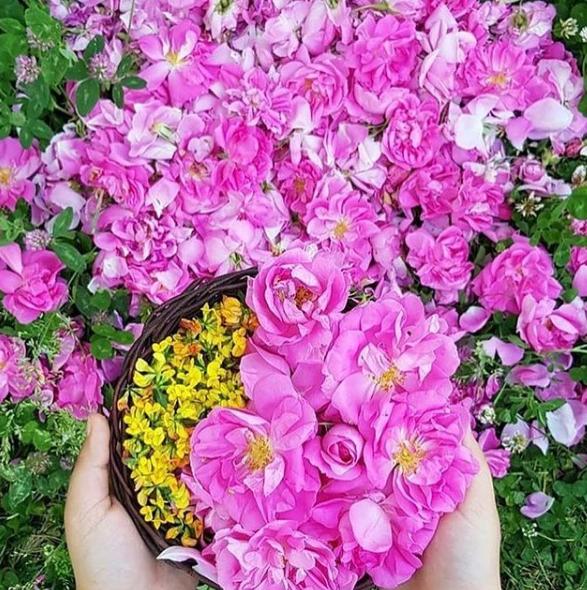 گل های محمدی لاله زار کرمان